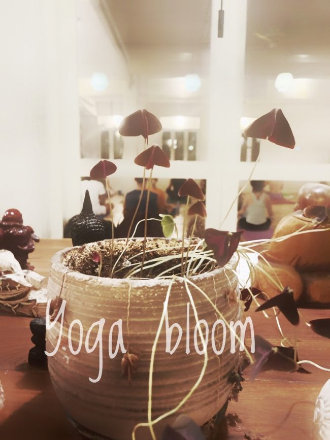 63127FA2-3383-4BAB-91F5-CB67C8DF0EB5_1_105_c קורס יוגה מקצועי