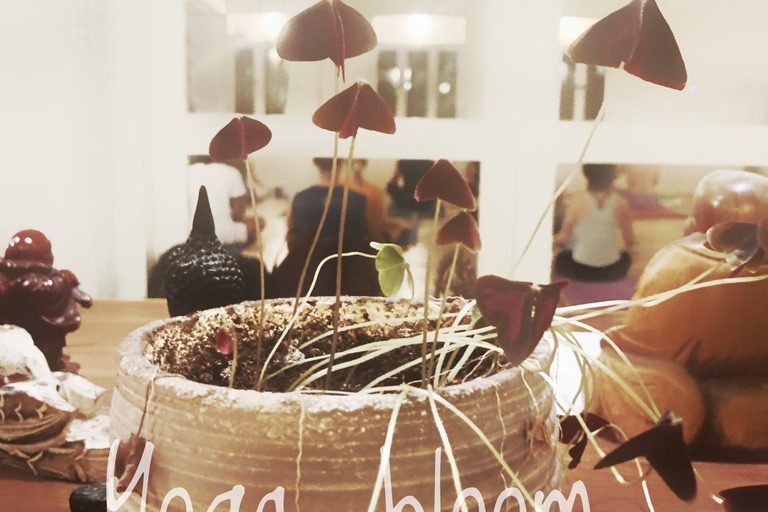 63127FA2-3383-4BAB-91F5-CB67C8DF0EB5_1_105_c קורס יוגה מקצועי