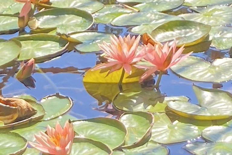 9EBACED8-CE33-4949-9C50-4D2CBB6F501B_1_105_c הכשרת קורס מורים